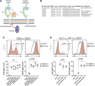 Safety switch optimization enhances antibody-mediated elimination of CAR T cells